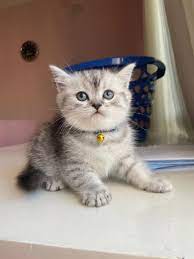 Котята шотландской вислоухой породы -  Фото 2