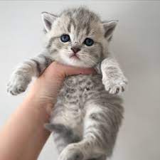Котята шотландской вислоухой породы