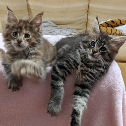 Котята мейн-кун