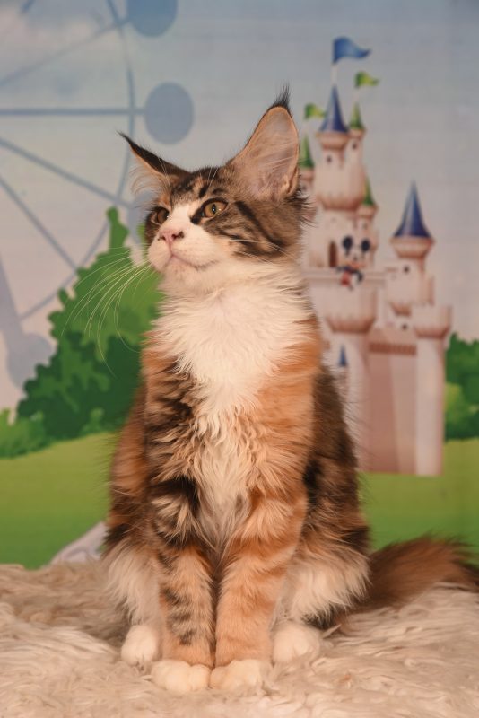 котята породы МЕЙН КУН -  Фото 5