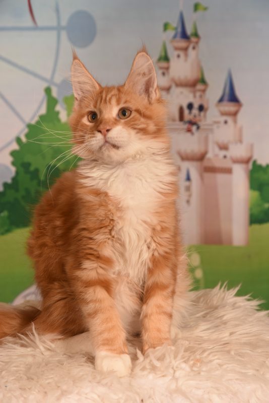 котята породы МЕЙН КУН -  Фото 7