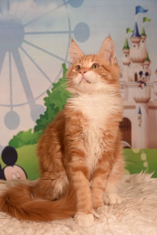 котята породы МЕЙН КУН -  Фото 8