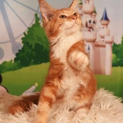 котята породы МЕЙН КУН