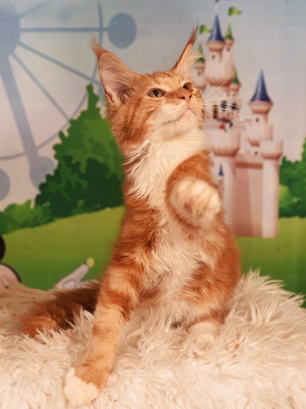 котята породы МЕЙН КУН -  Фото 1
