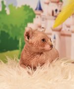Превью, всего фото: 4