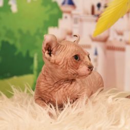 котята Эльф