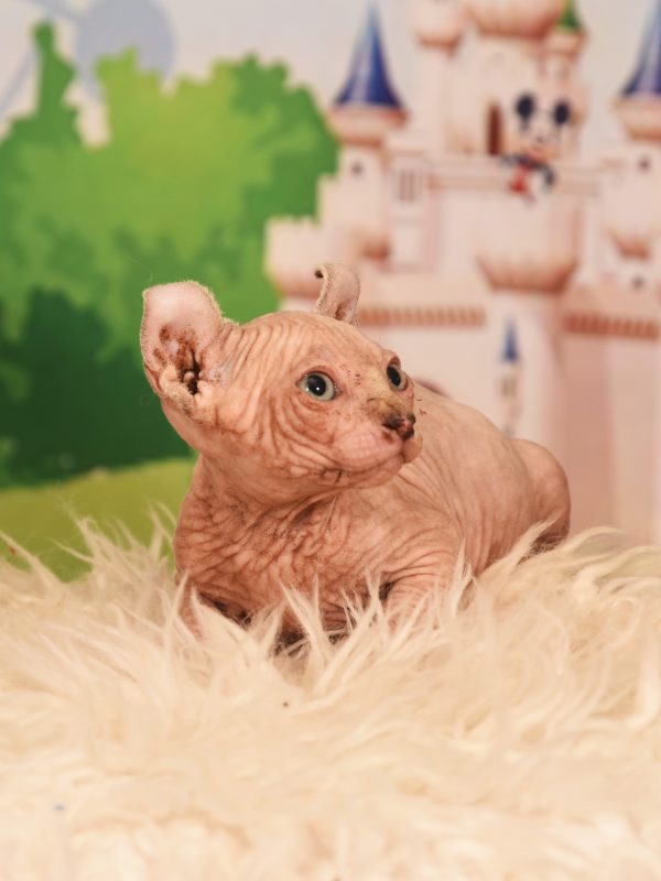 котята Эльф -  Фото 2