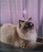Превью, всего фото: 3