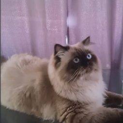 Гималайские котята