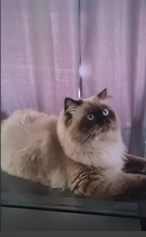 Гималайские котята -  Фото 1