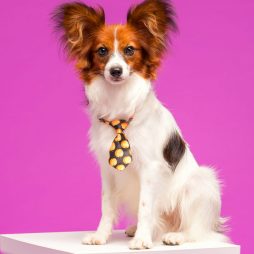 Щенки породы папильон (папийон)