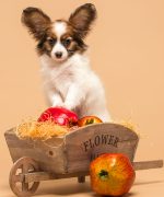 Превью, всего фото: 9