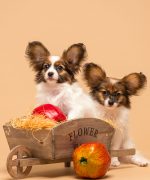 Превью, всего фото: 9