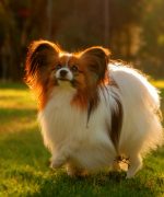 Превью, всего фото: 9