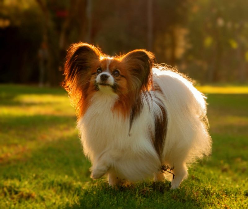 Щенки породы папильон (папийон) -  Фото 3