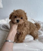 Превью, всего фото: 3