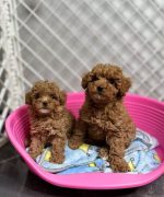 Превью, всего фото: 3