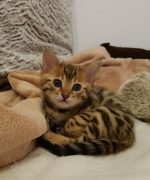 Превью, всего фото: 4