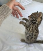 Превью, всего фото: 4