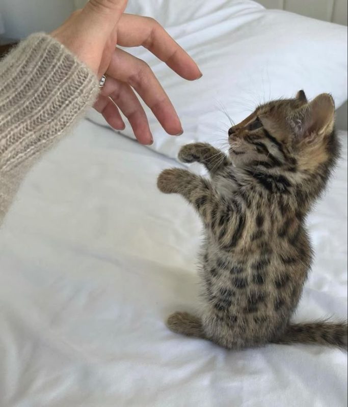 Beautiful gorgeous bengal’s kitty. -  Фото 3