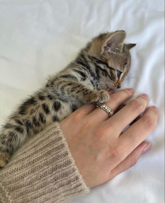 Beautiful gorgeous bengal’s kitty. -  Фото 2