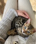 Превью, всего фото: 4