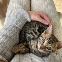 Beautiful gorgeous bengal’s kitty.