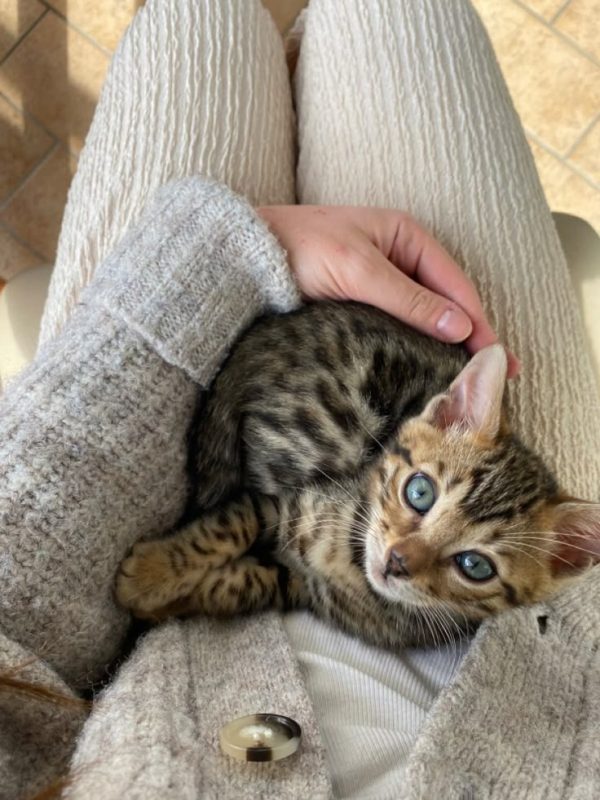 Beautiful gorgeous bengal’s kitty. -  Фото 1