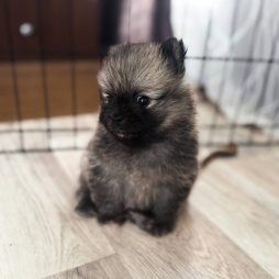 Щенок шпица