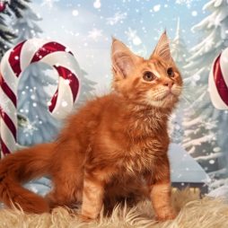 котята породы МЕЙН КУН