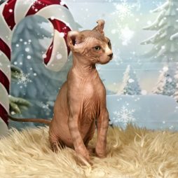 котята Эльф