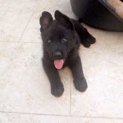 Продам щенка